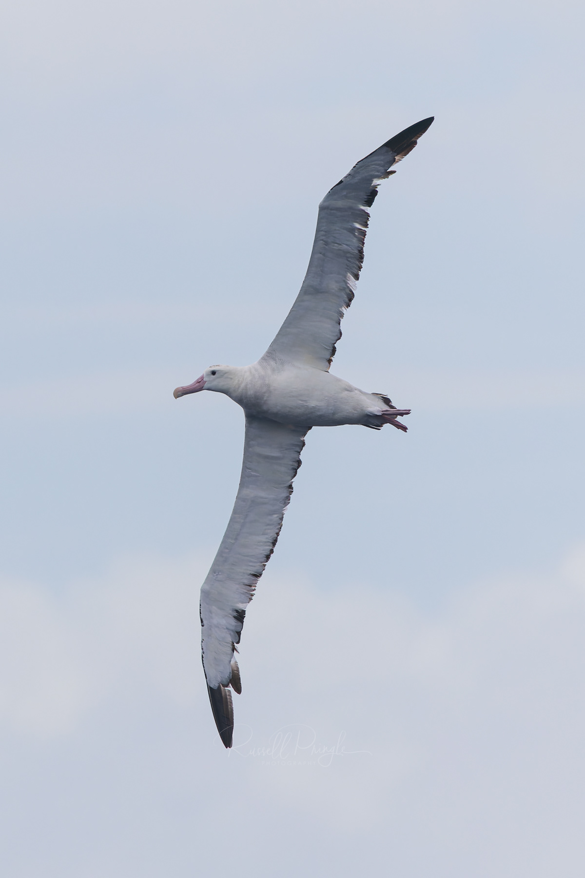 Wandering Albatross