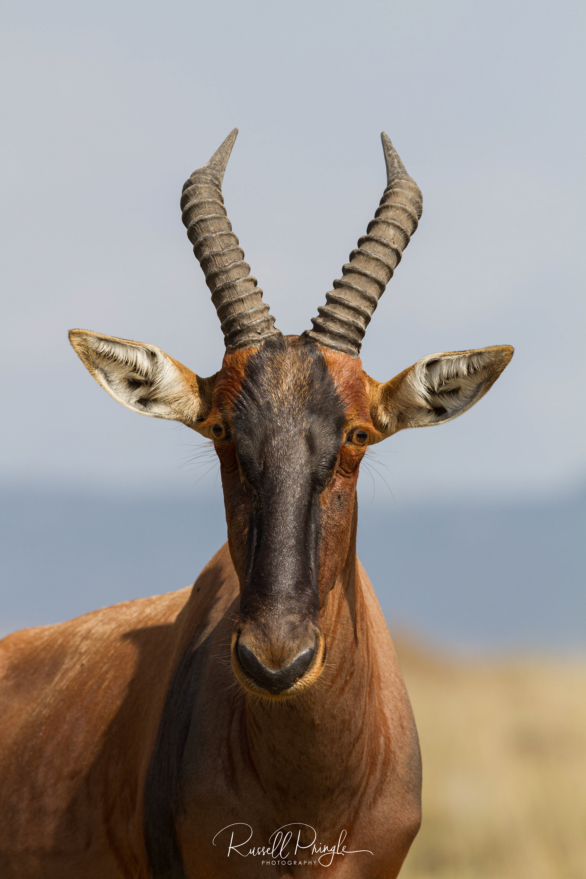 Topi-Masai Mara