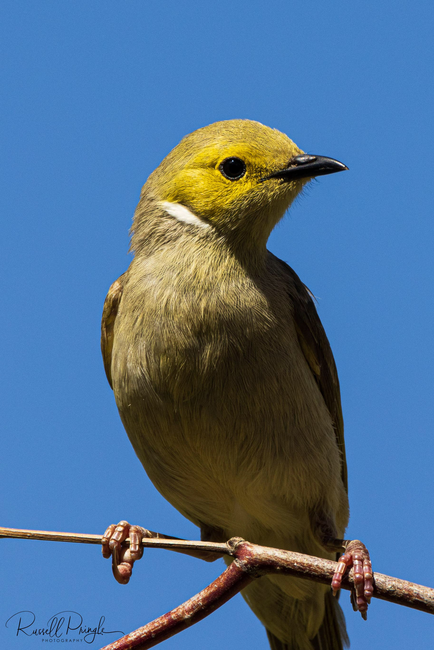 White-plumed Honeyeater