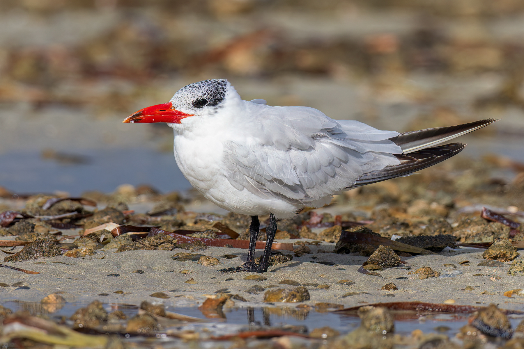 Caspian Tern (non breeding)