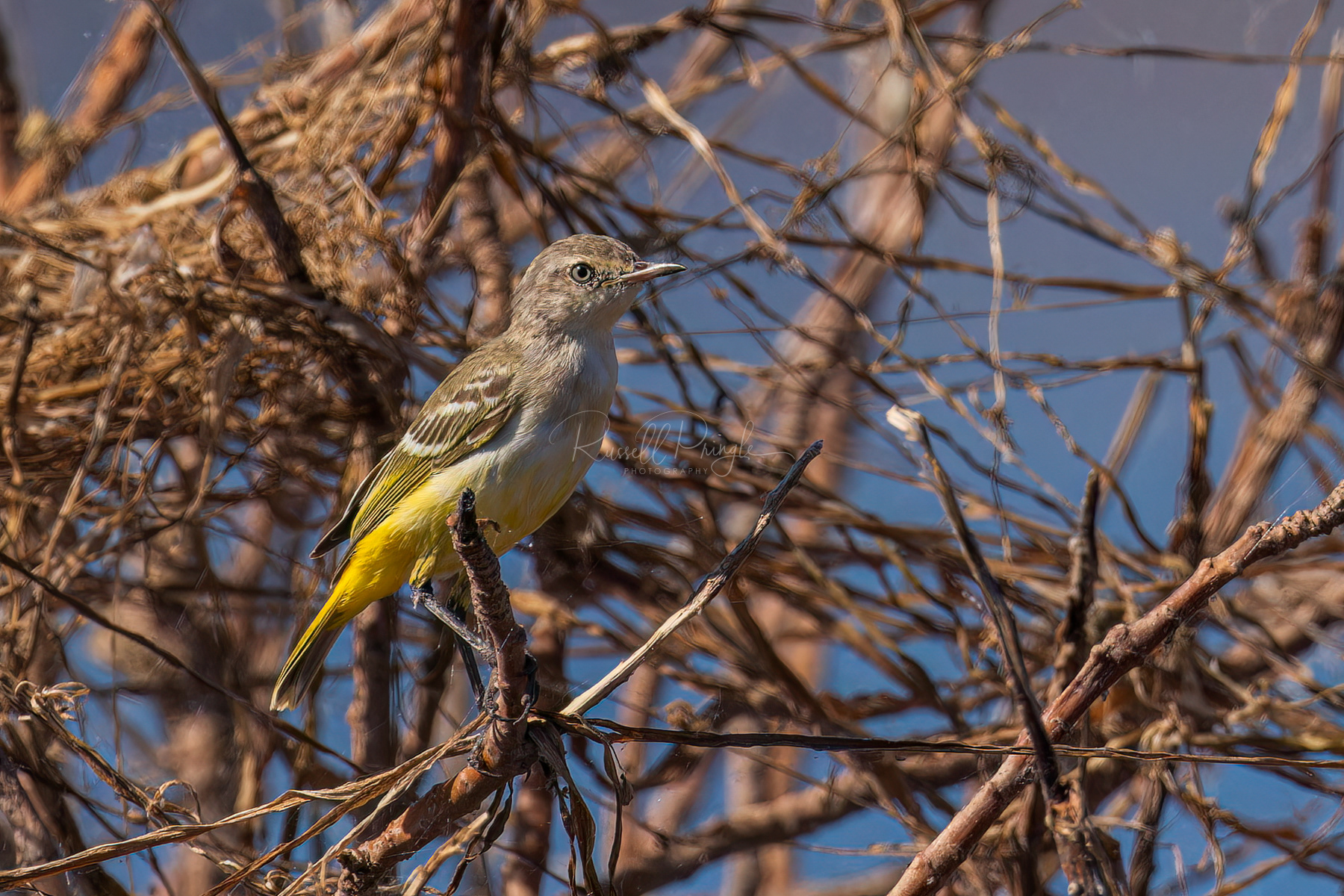 Yellow Chat (female)