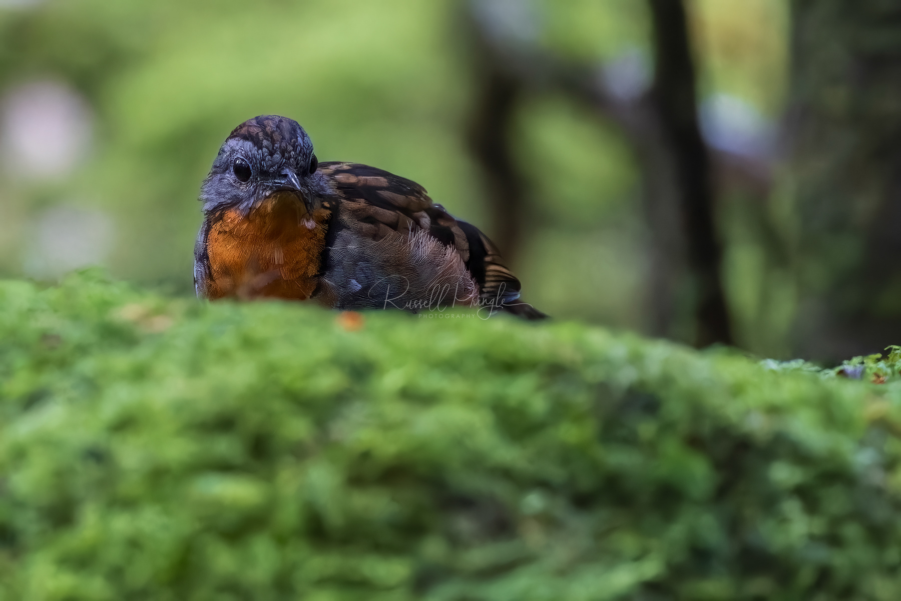Australian Logrunner (female)