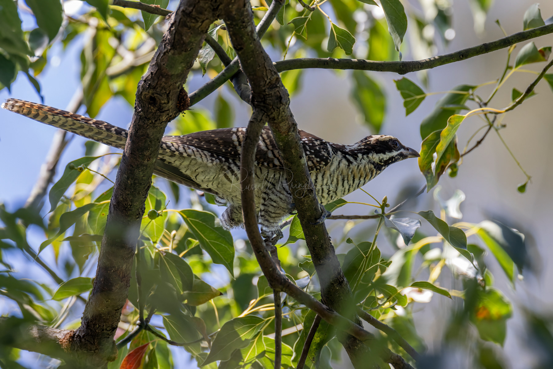 Eastern Koel (female)