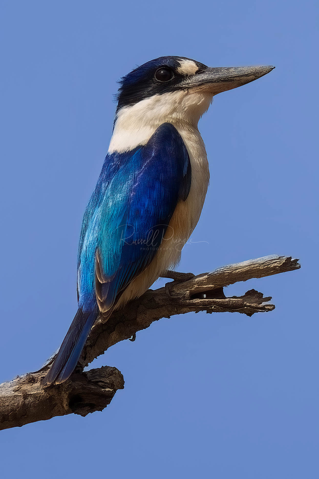 Forest Kingfisher