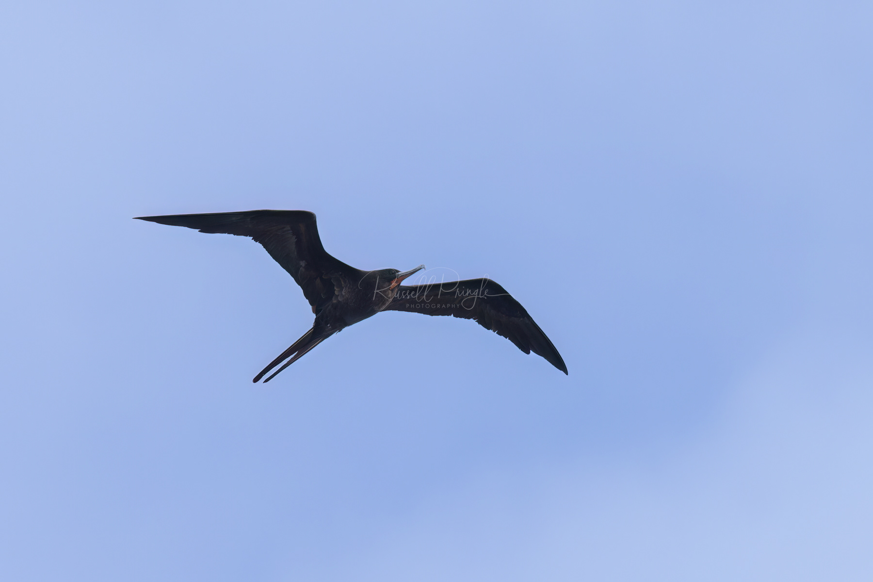 Great Frigatebird (male)