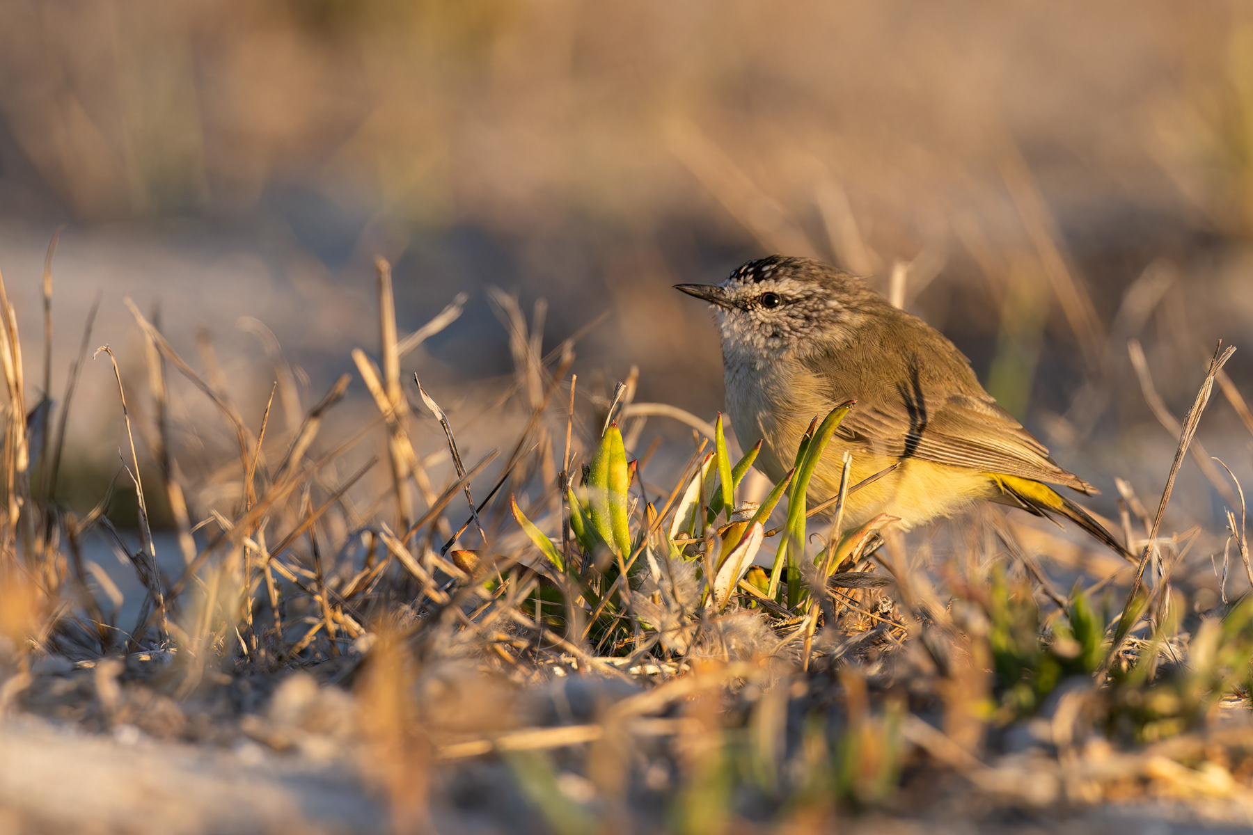 Yellow-rumped Thornbill