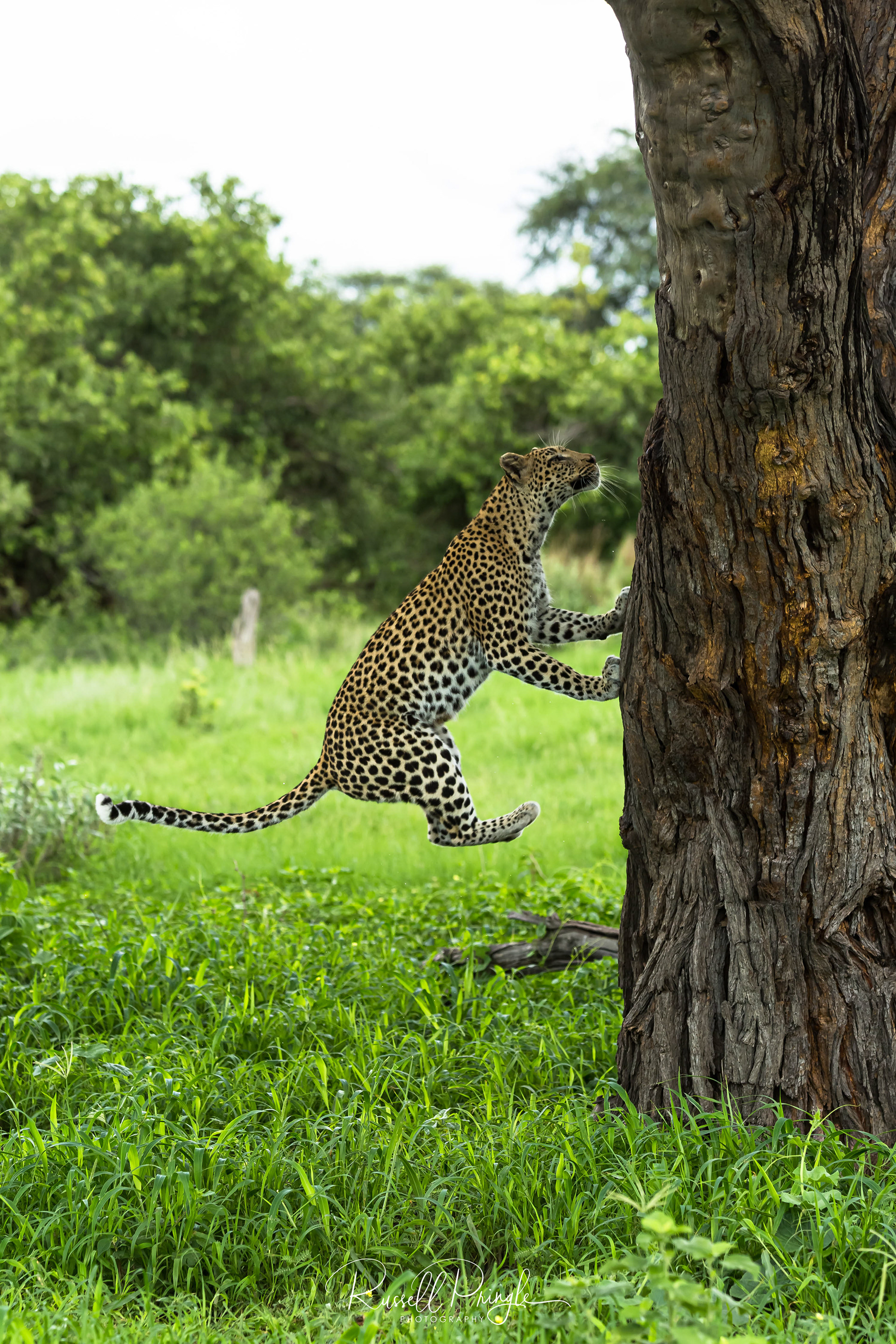 Leopard-Khwai