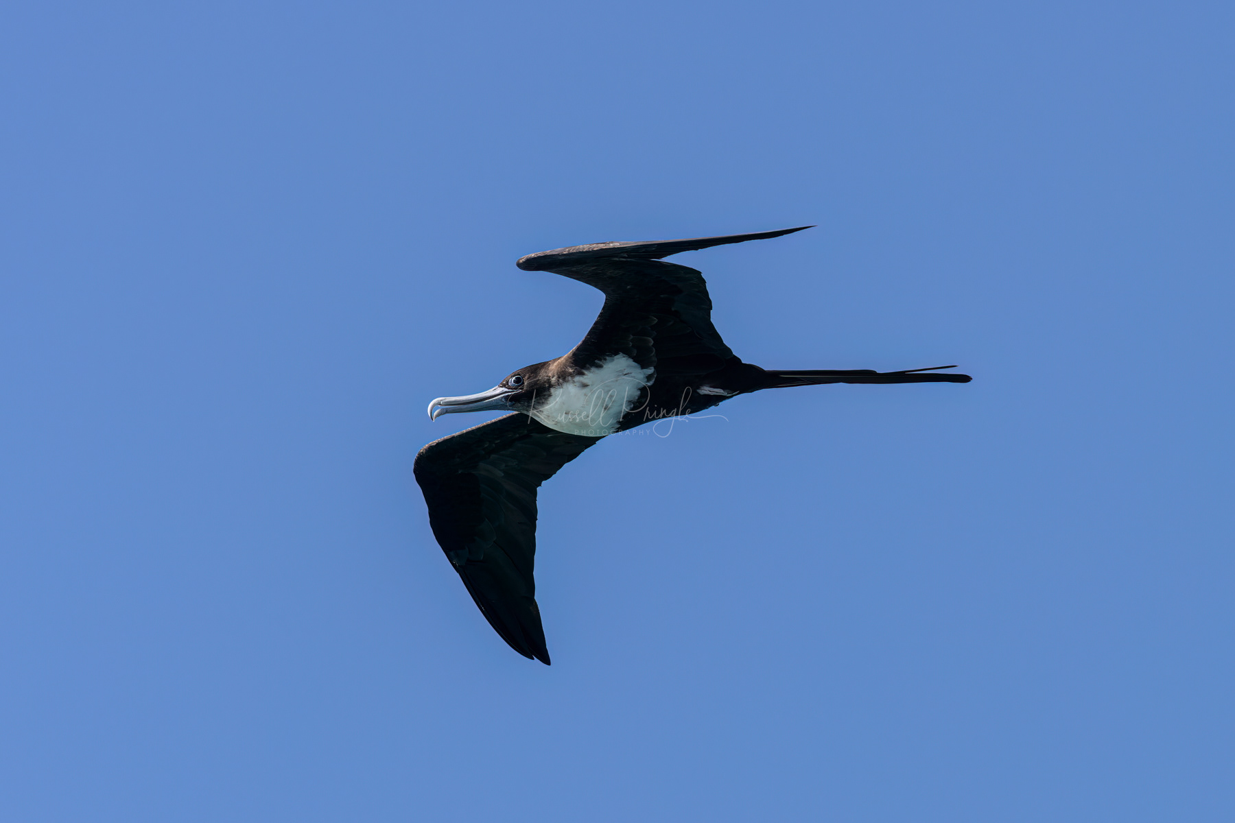 Great Frigatebird (female)