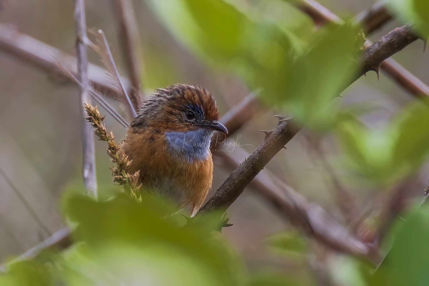 Southern Emuwren (male)