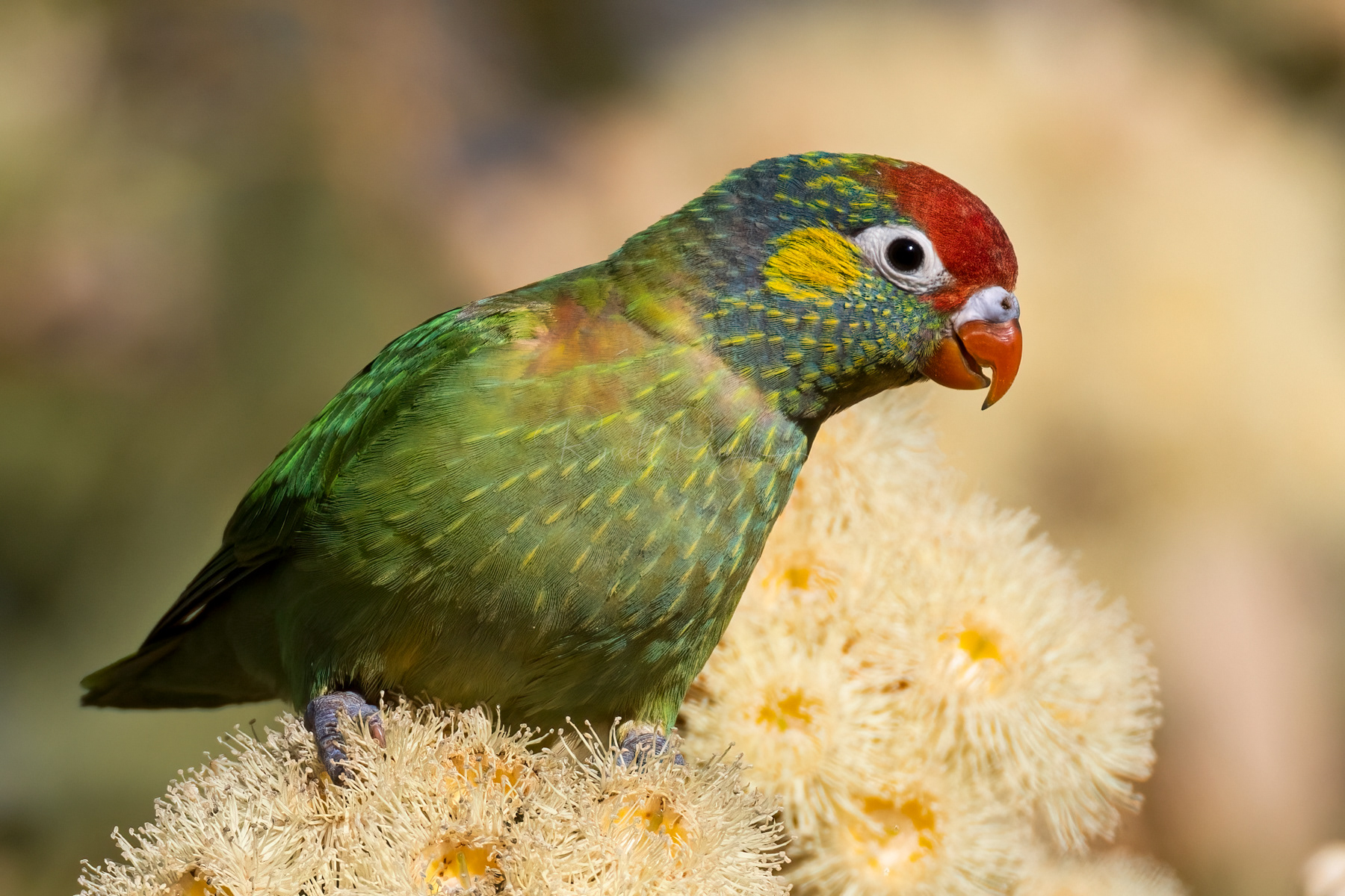 Varied Lorikeet