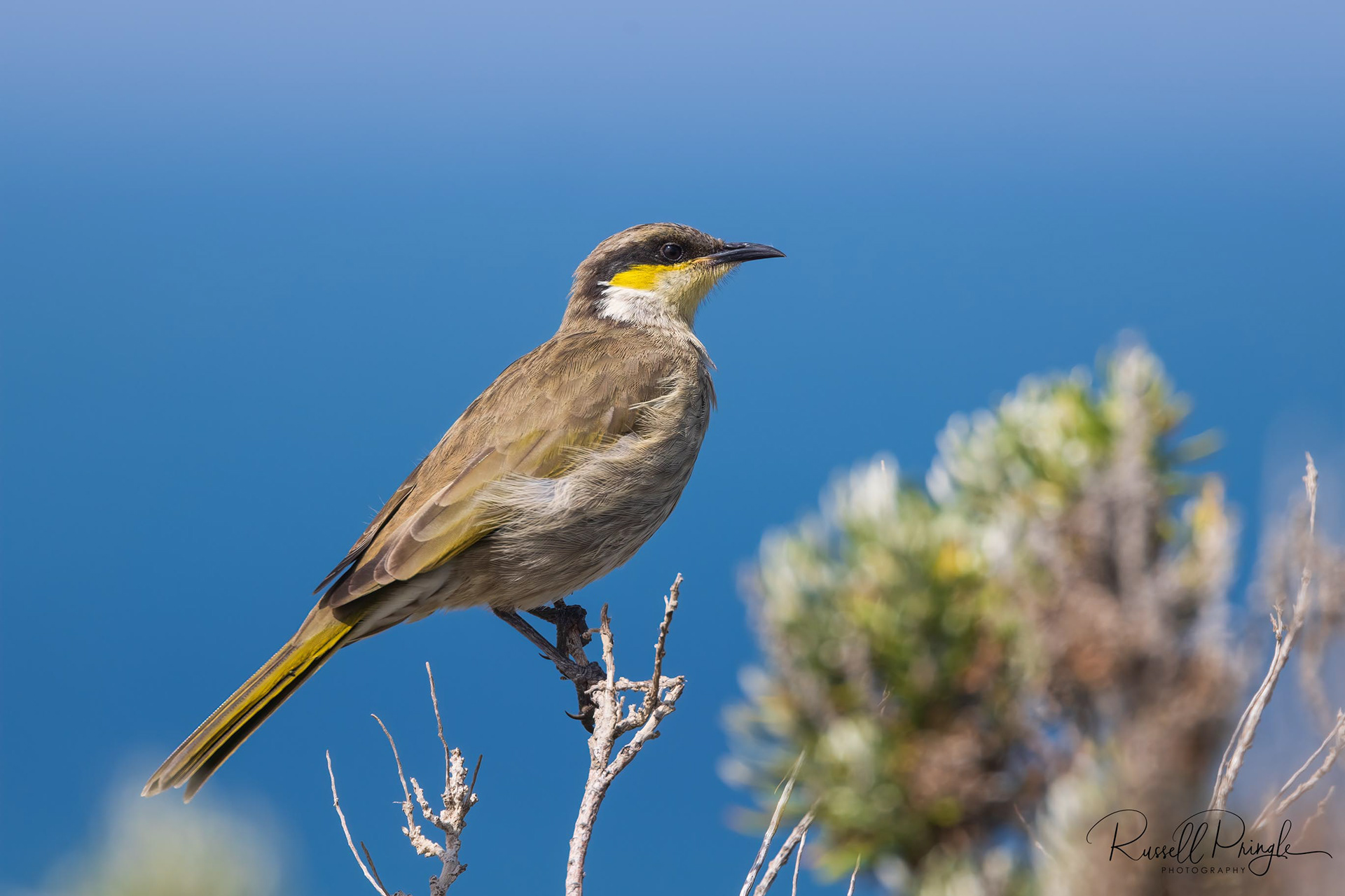 Singing Honeyeater