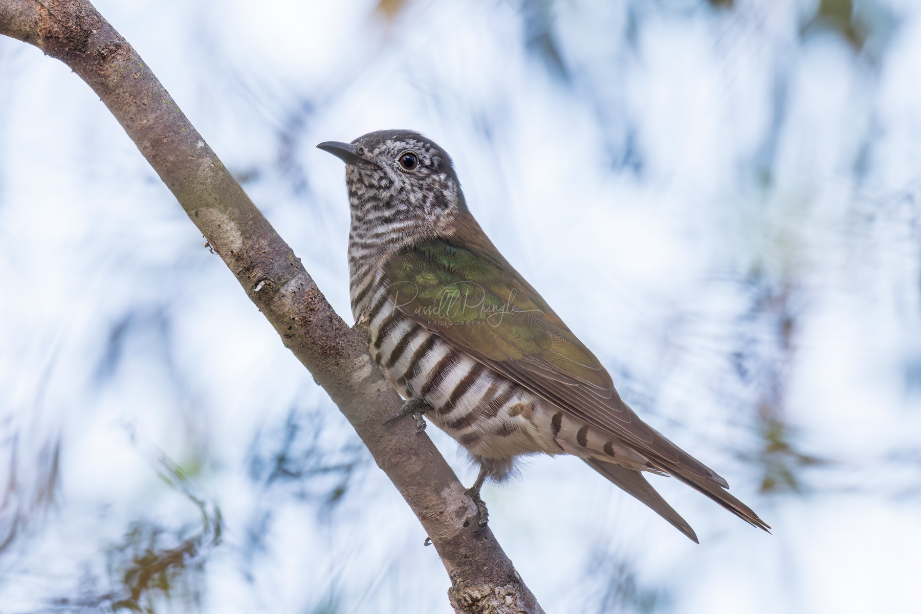 Shining Bronze-Cuckoo
