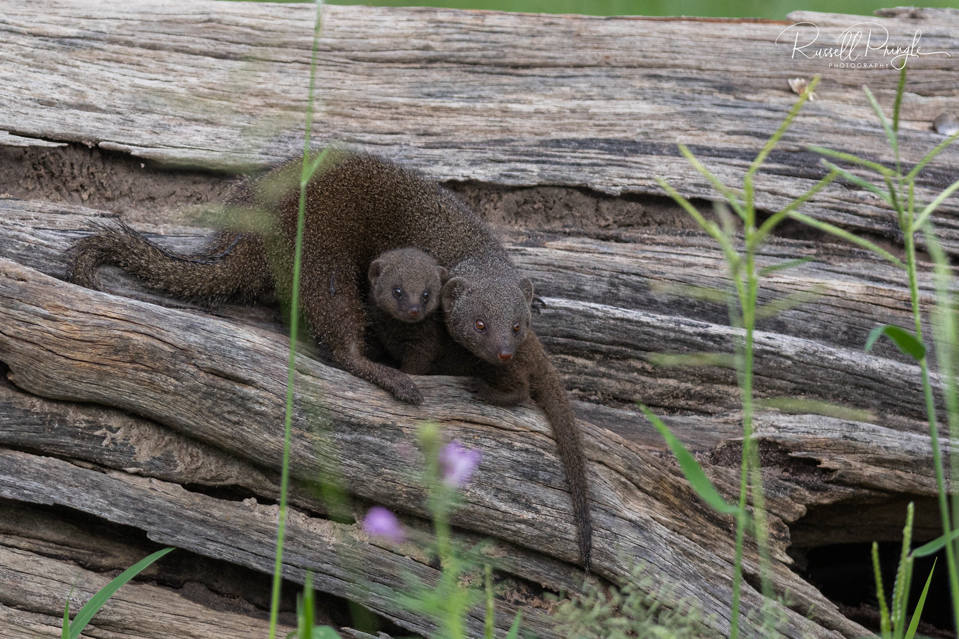 Dwarf Mongoose-Khwai