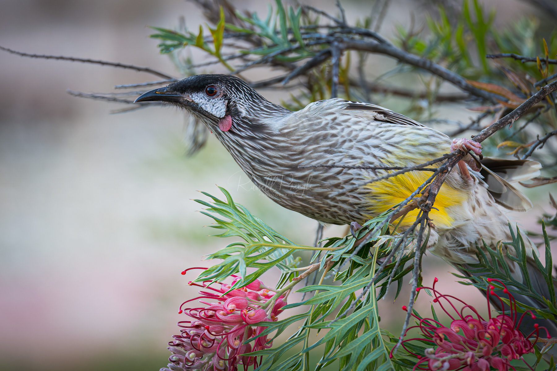 Red Wattlebird