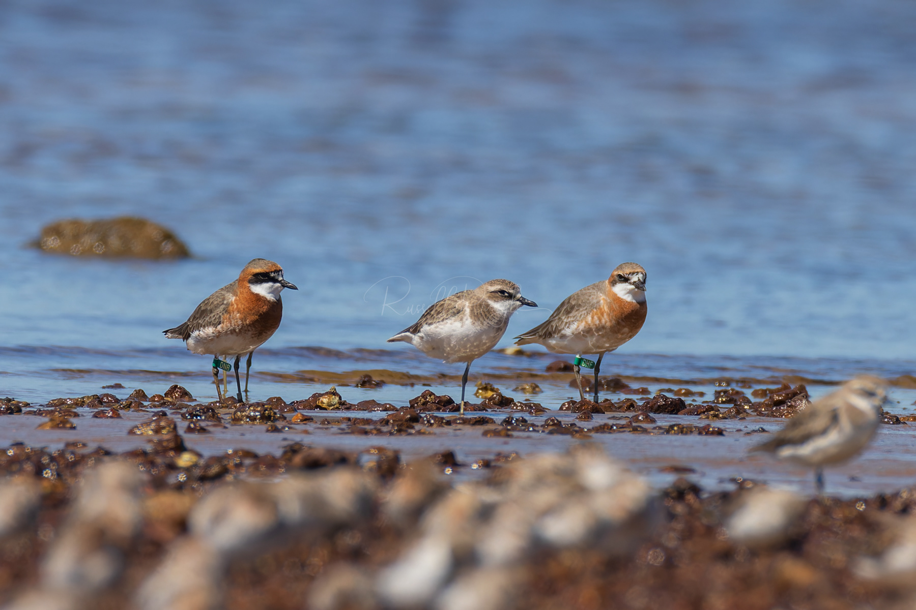 Siberian Sand-Plover