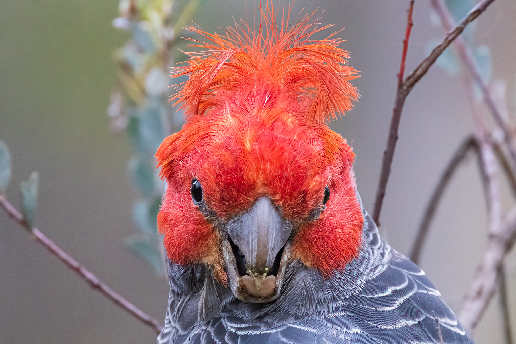 Gang Gang Cockatoo (male)