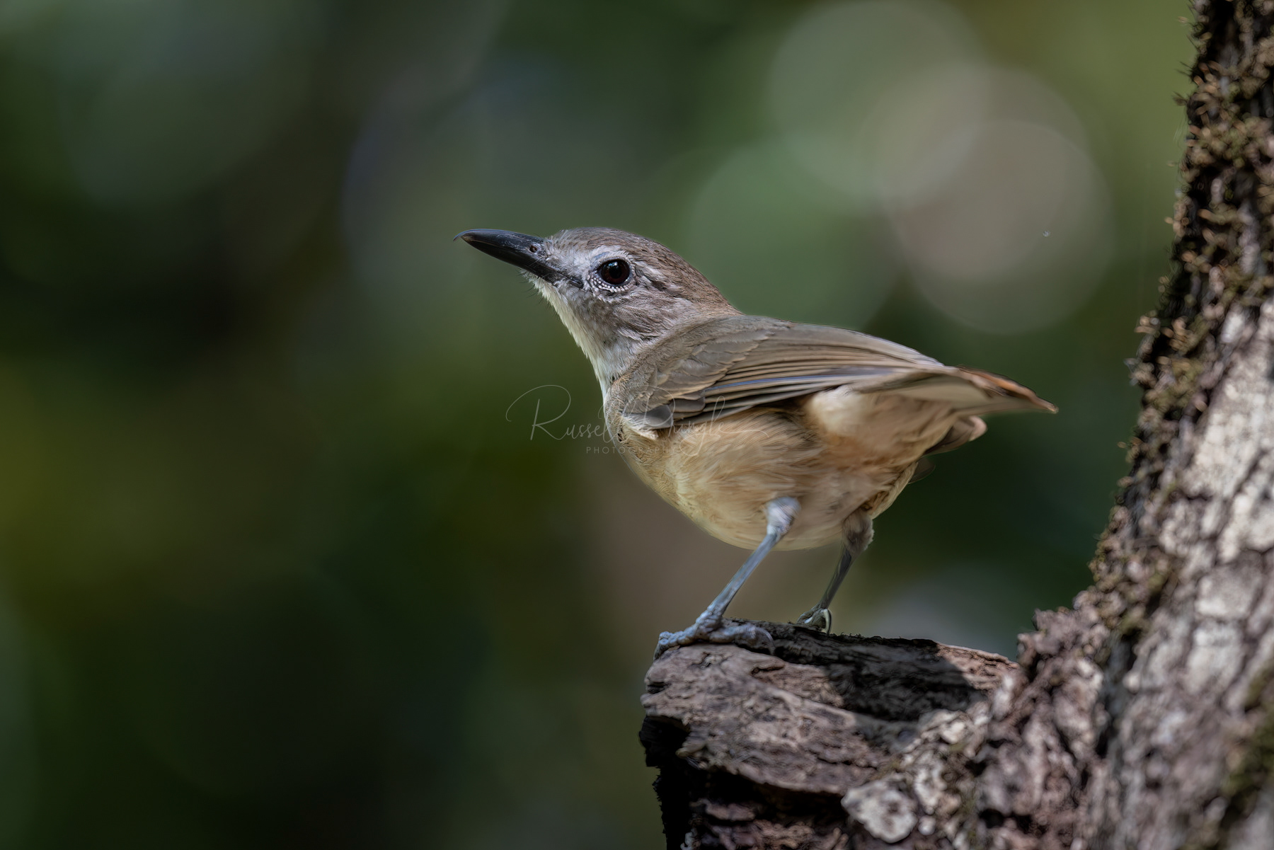 Arafura Shrikethrush