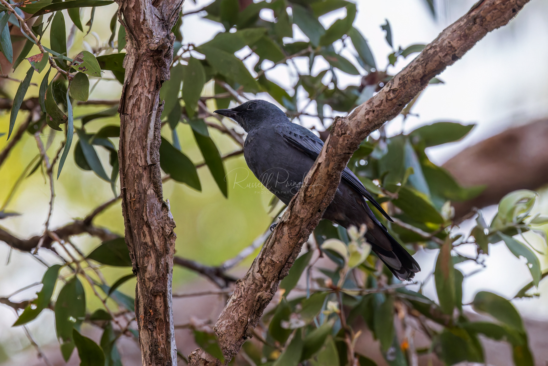 Common Cicadabird (male)