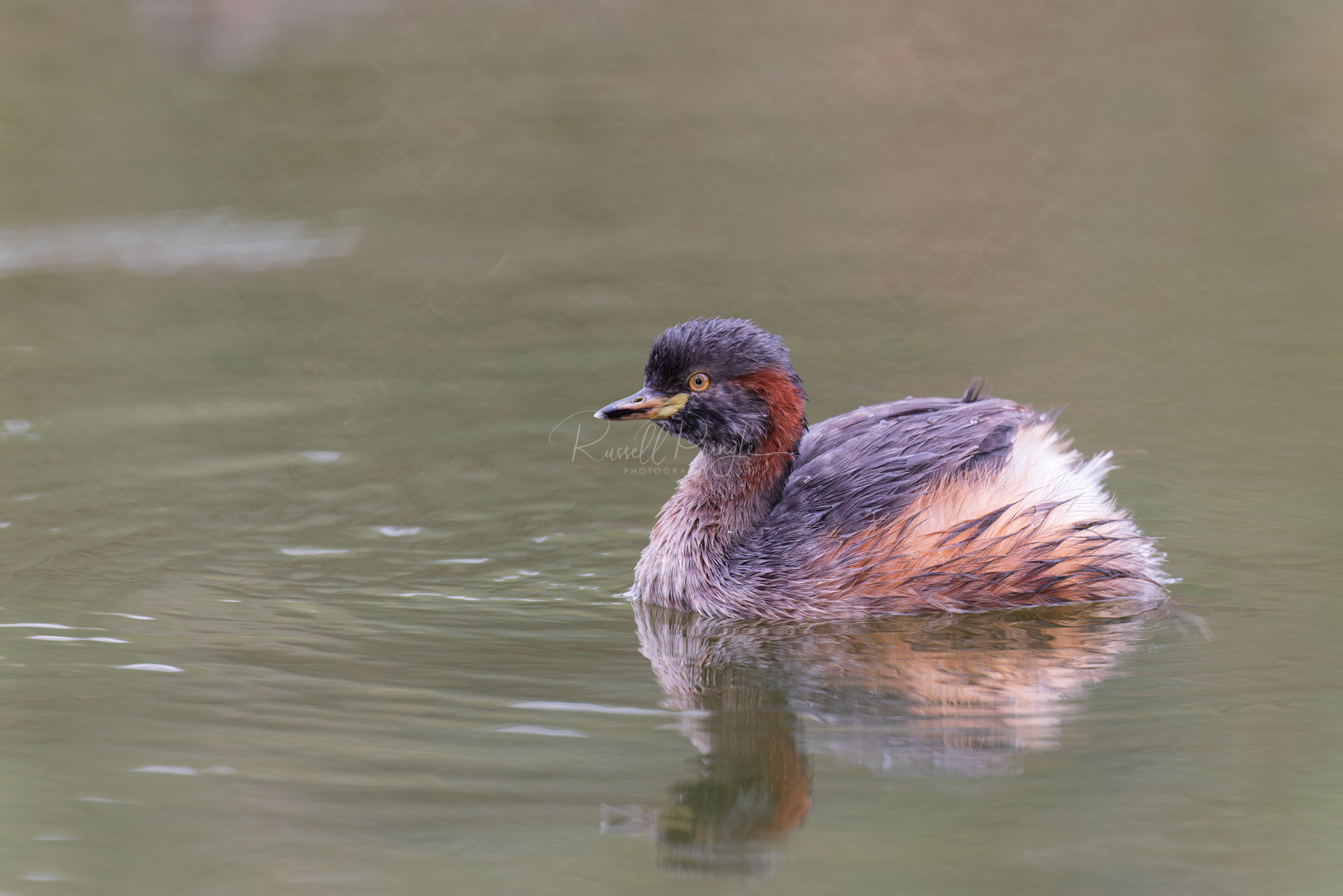 Australasian Grebe