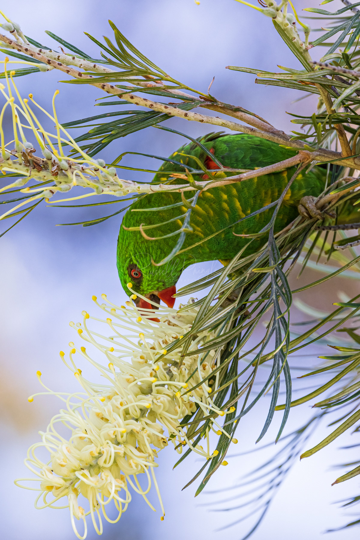 Scaly-breasted Lorikeet