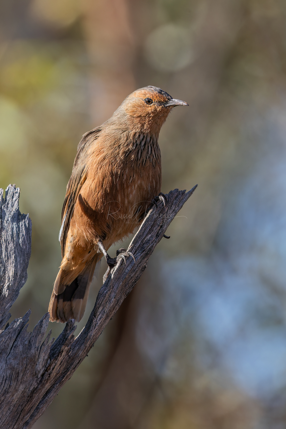 Rufous Treecreeper