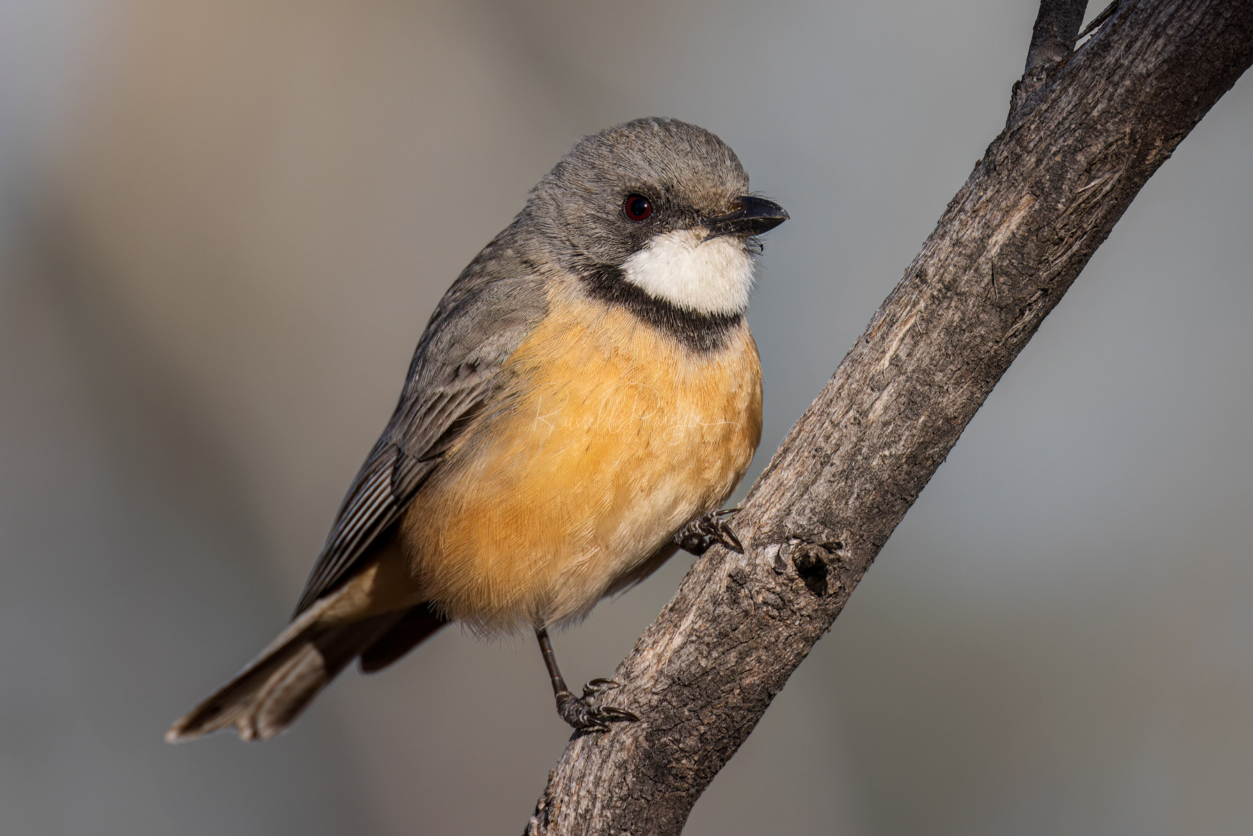 Rufous Whistler (male)