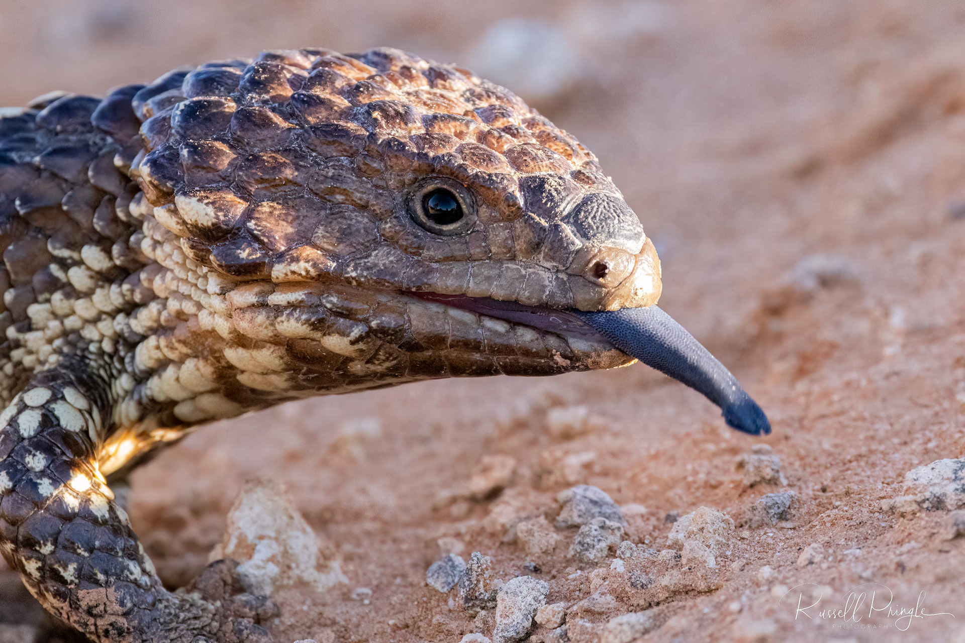 Shingle-backed Lizard
