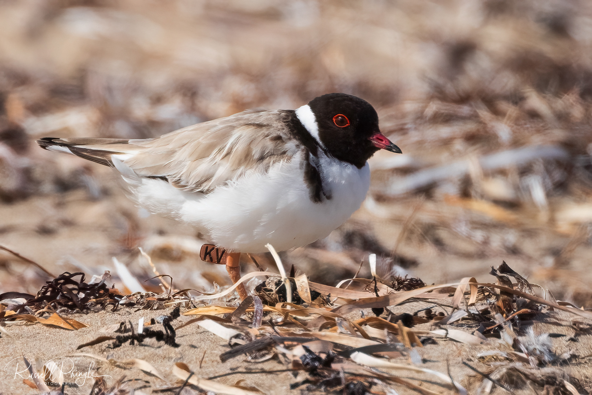 Hooded Plover