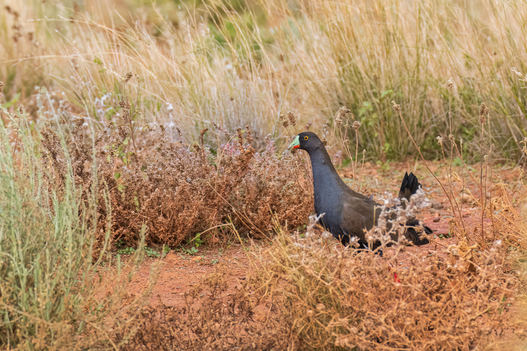 Black-tailed Native-Hen