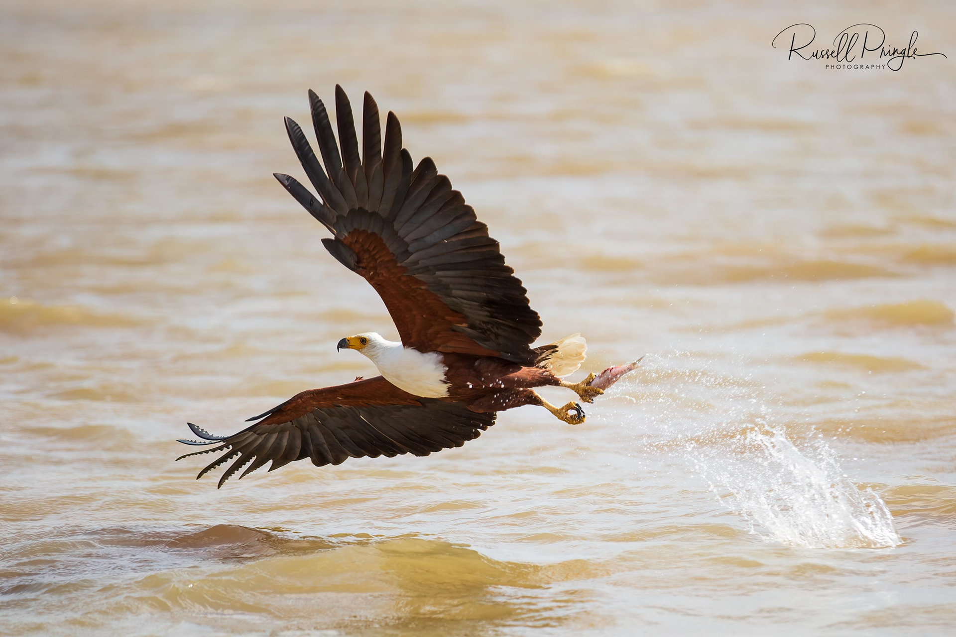 African Fish-Eagle
