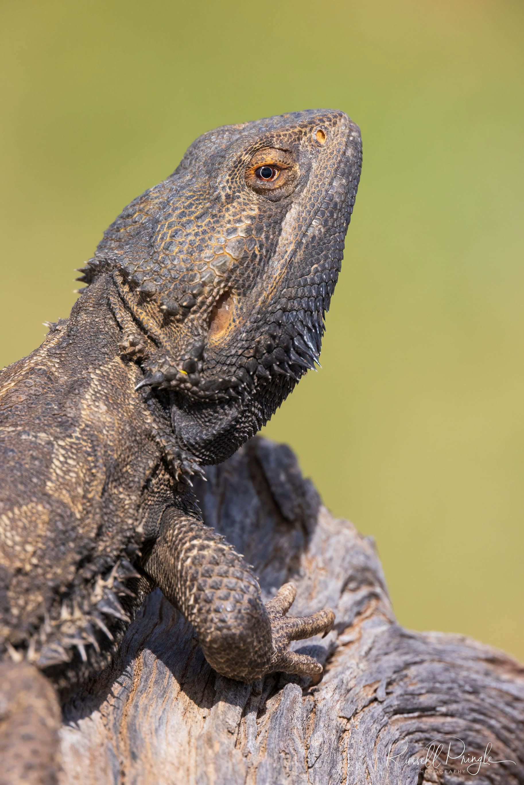 Bearded Dragon