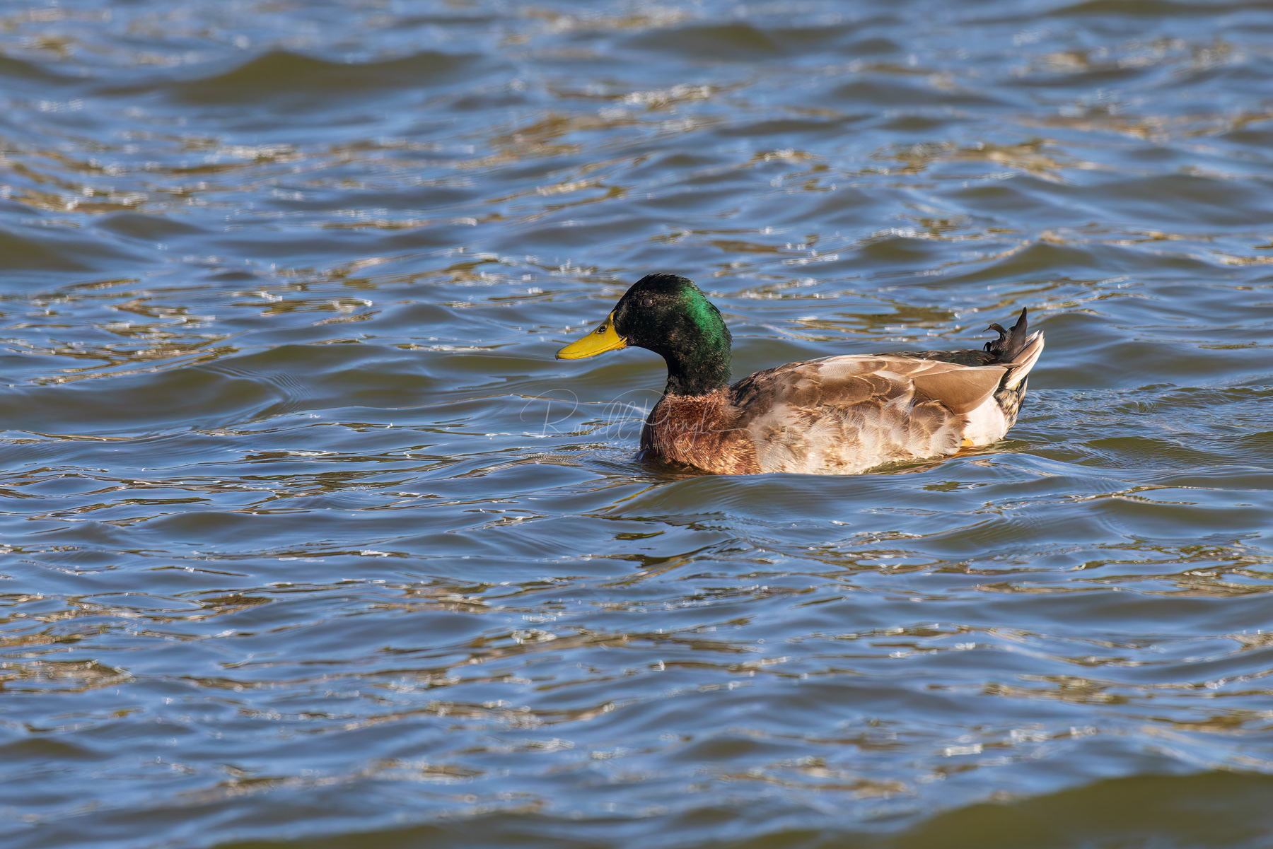 Mallard (feral)