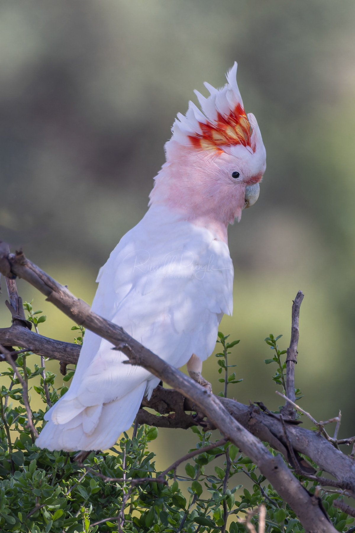 Major Mitchell's Cockatoo (male)