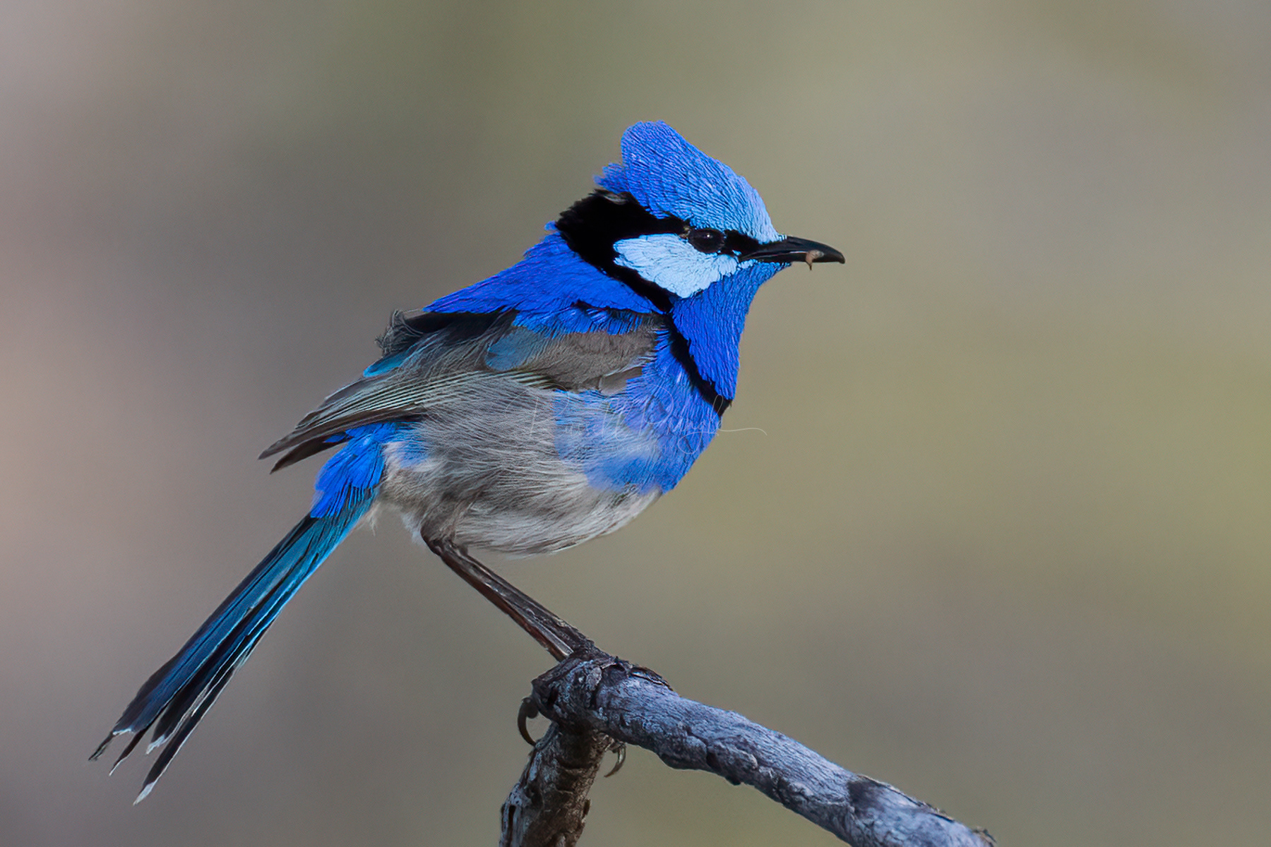 Splendid Fairywren (male)