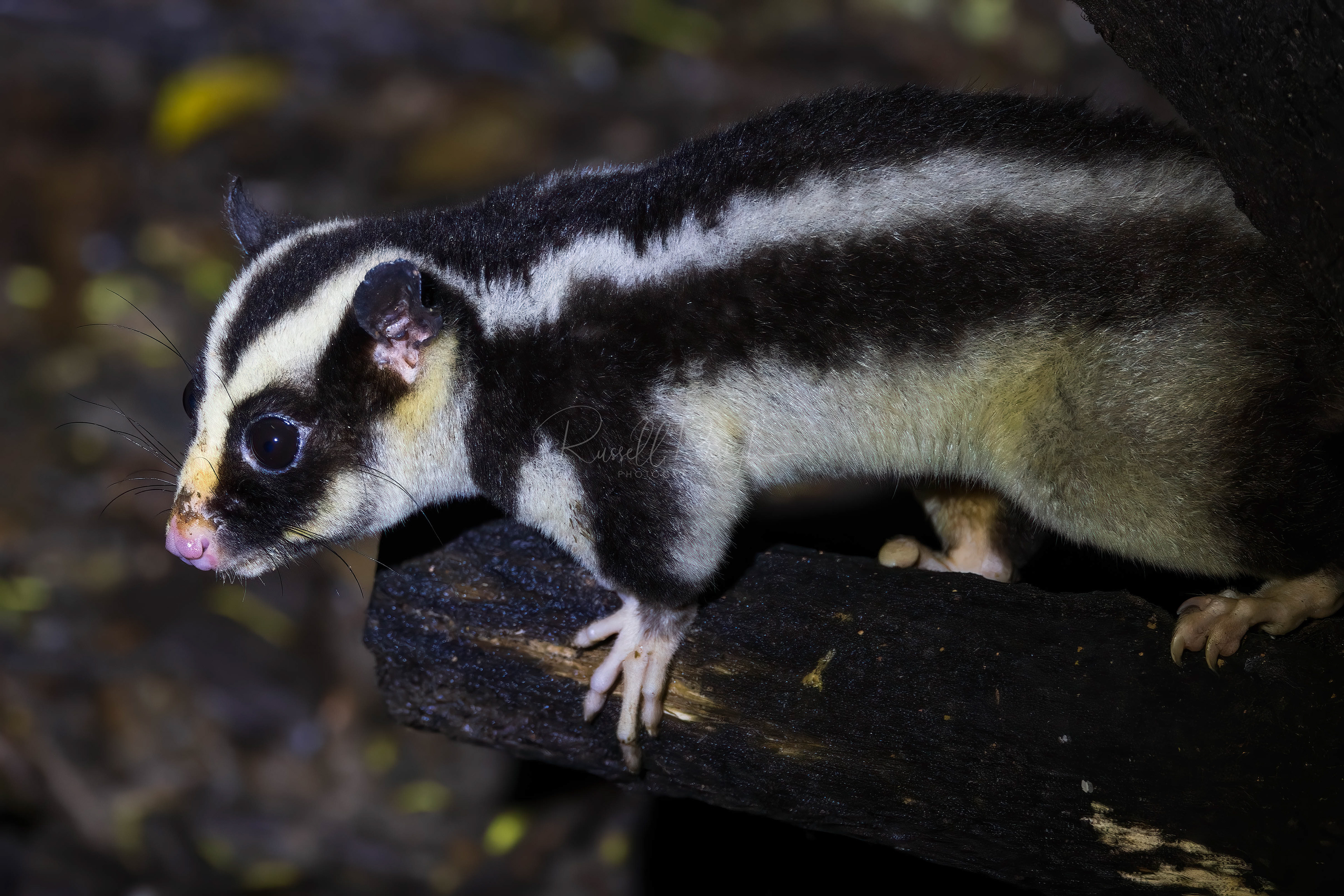 Striped Possum