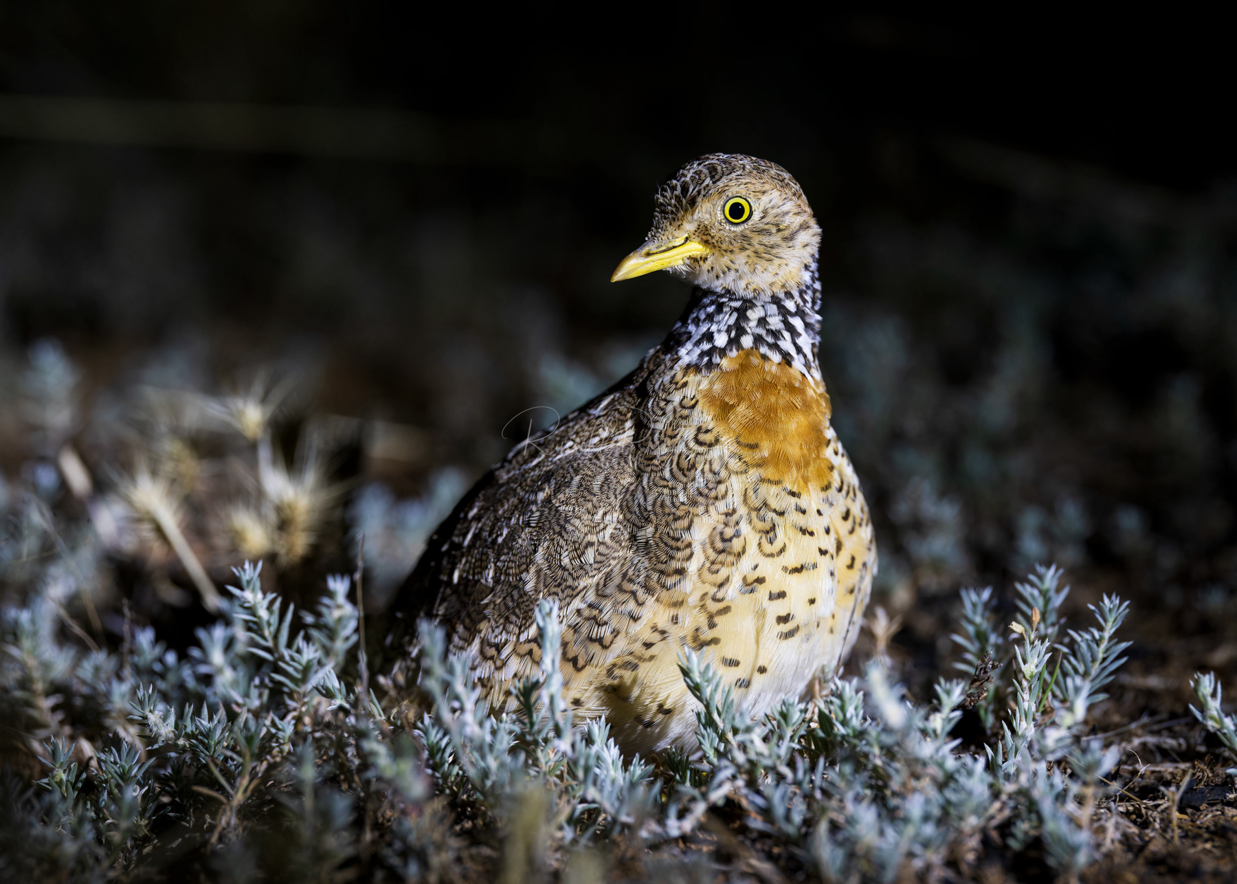 Plains Wanderer (female)