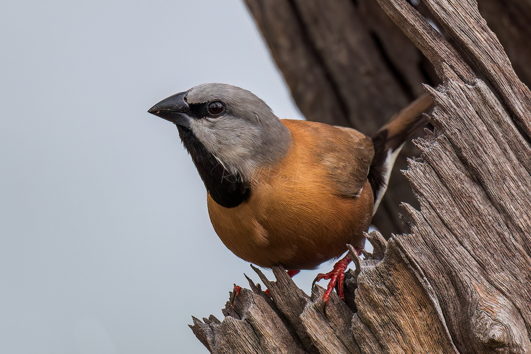 Black-throated Finch