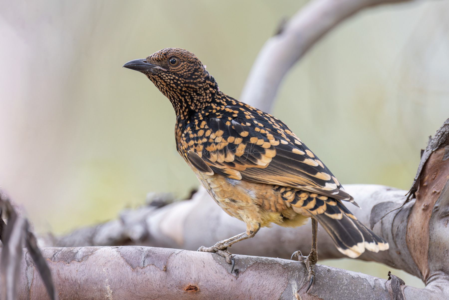 Western Bowerbird
