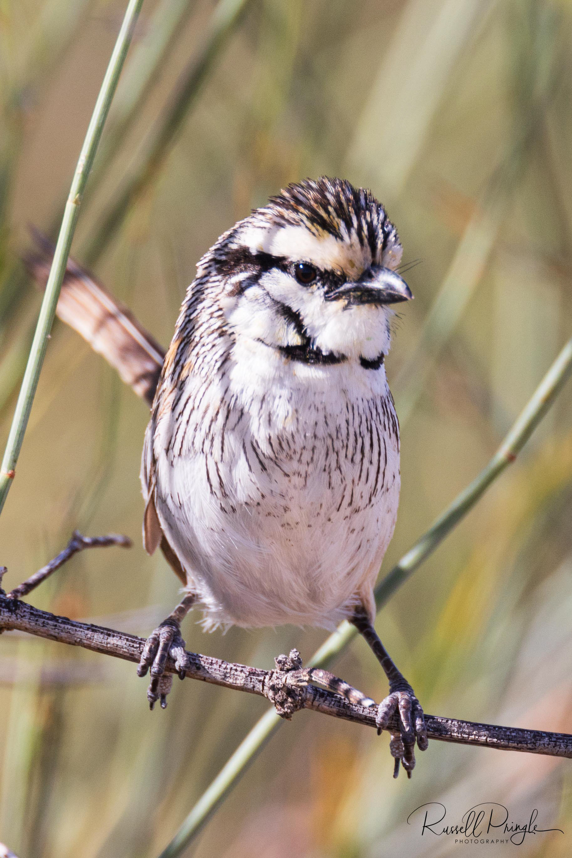 Grey Grasswren