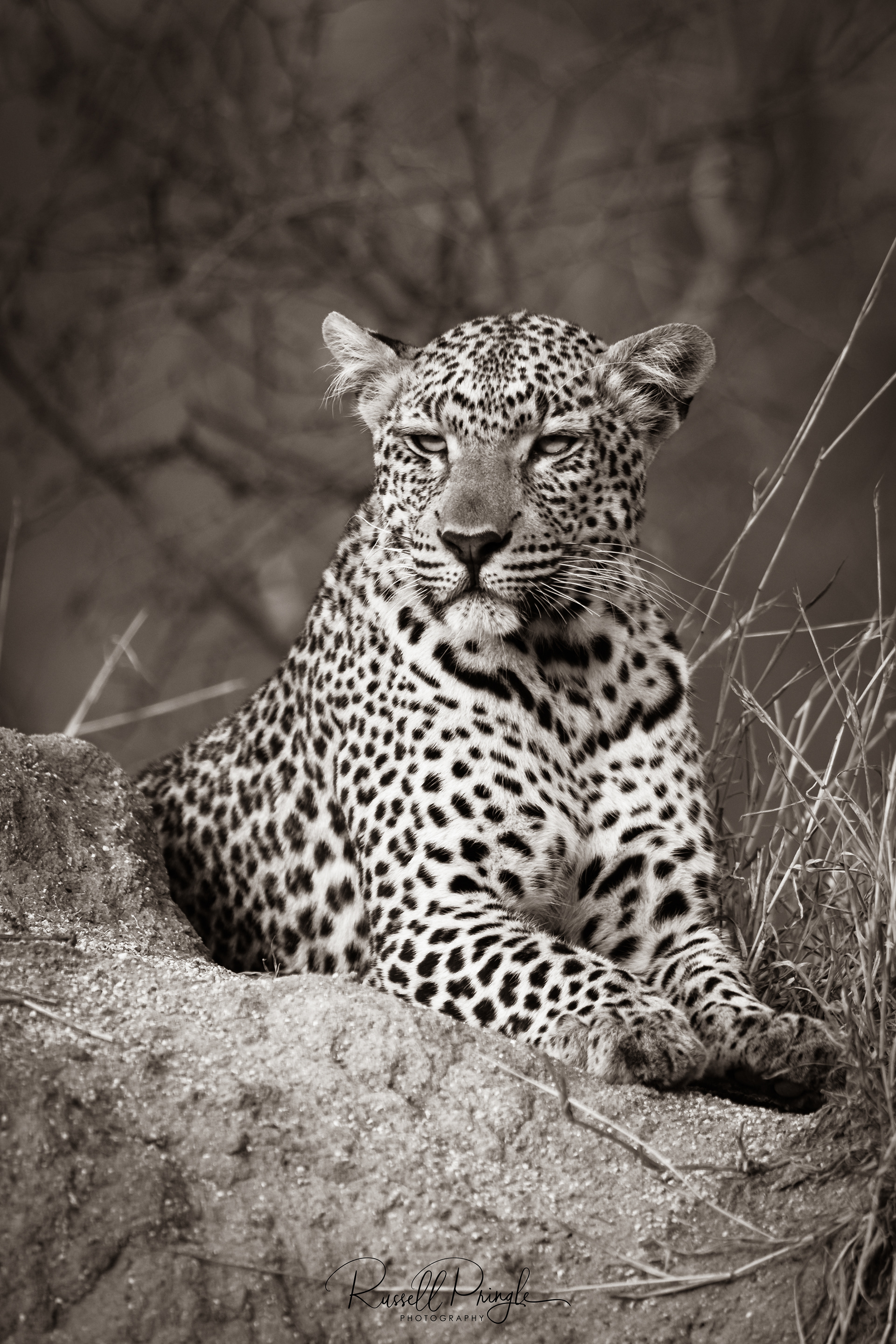 Leopard-Sabi Sands