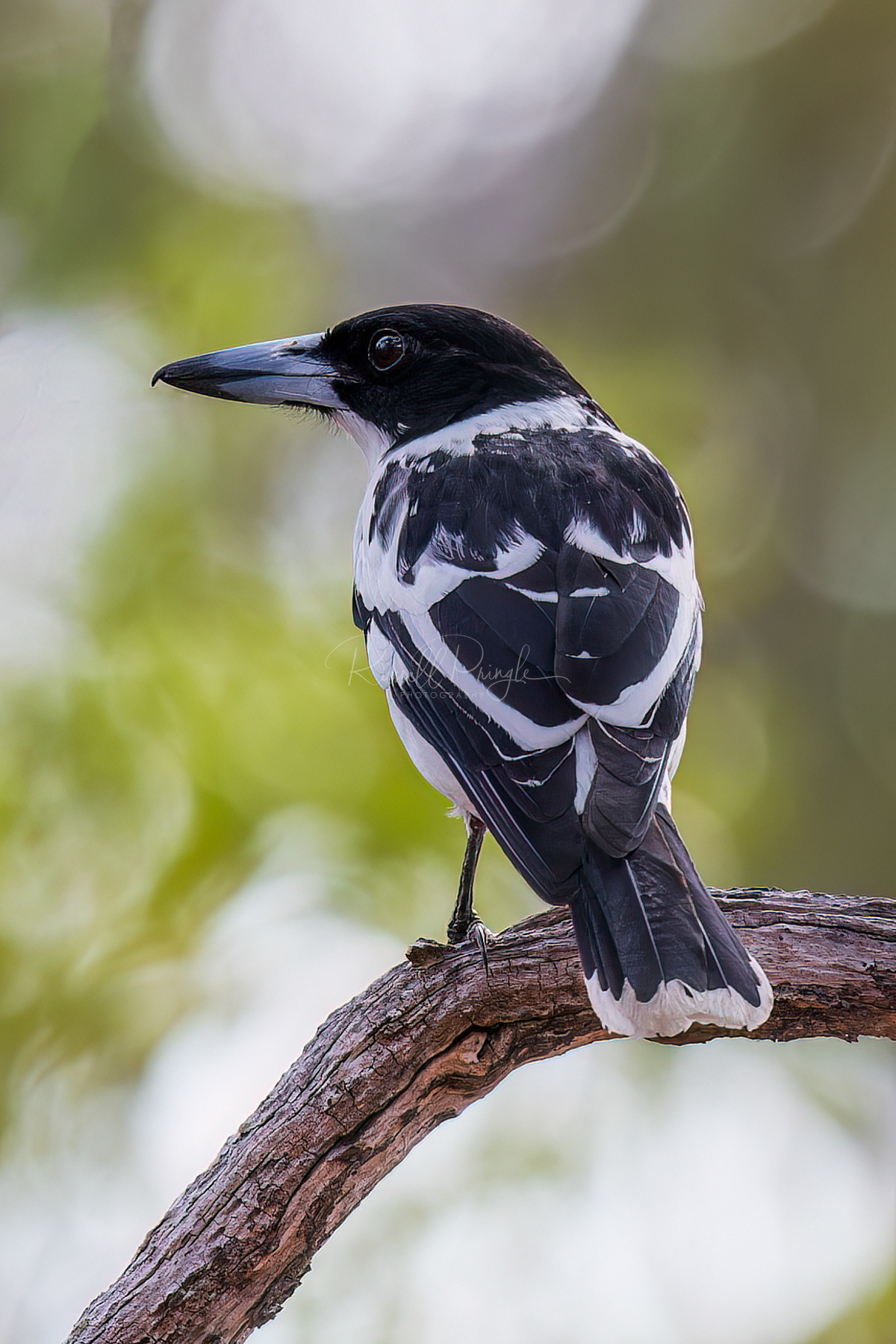 Black-backed Butcherbird
