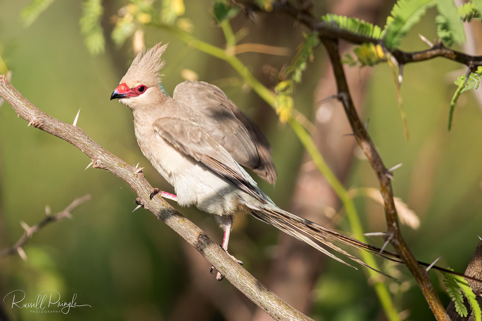 Blue-napped Mousebird