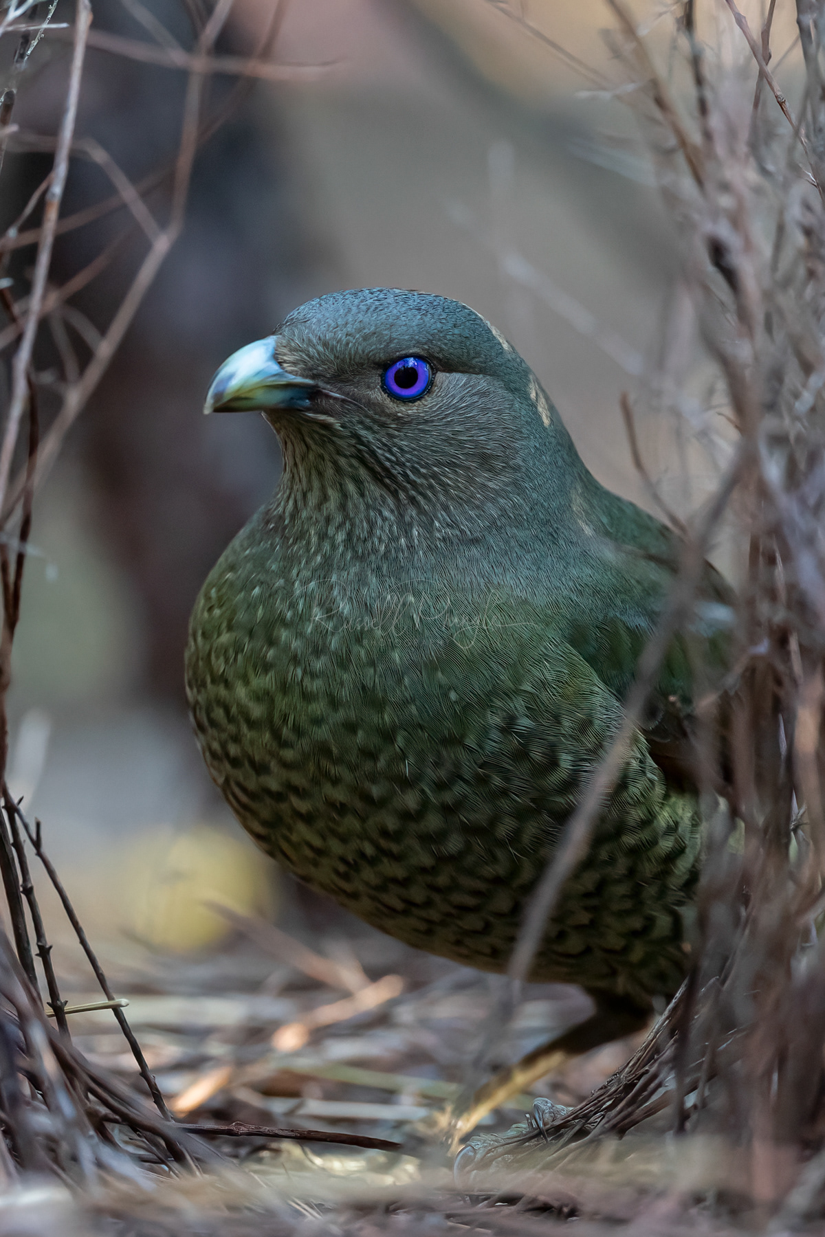 Satin Bowerbird (female)