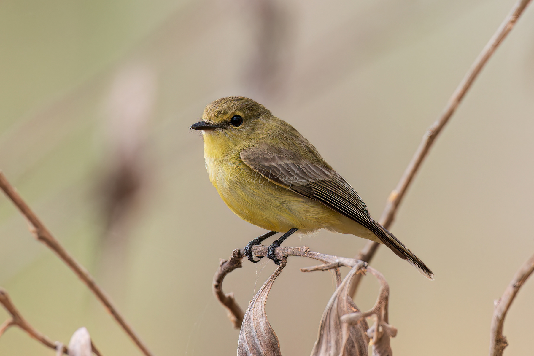 Lemon-bellied Fly-Robin