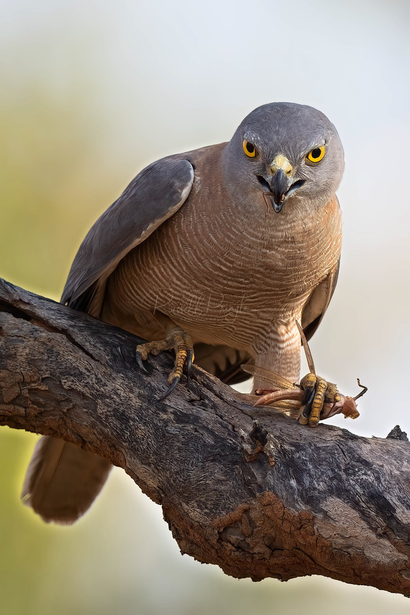 Brown Goshawk