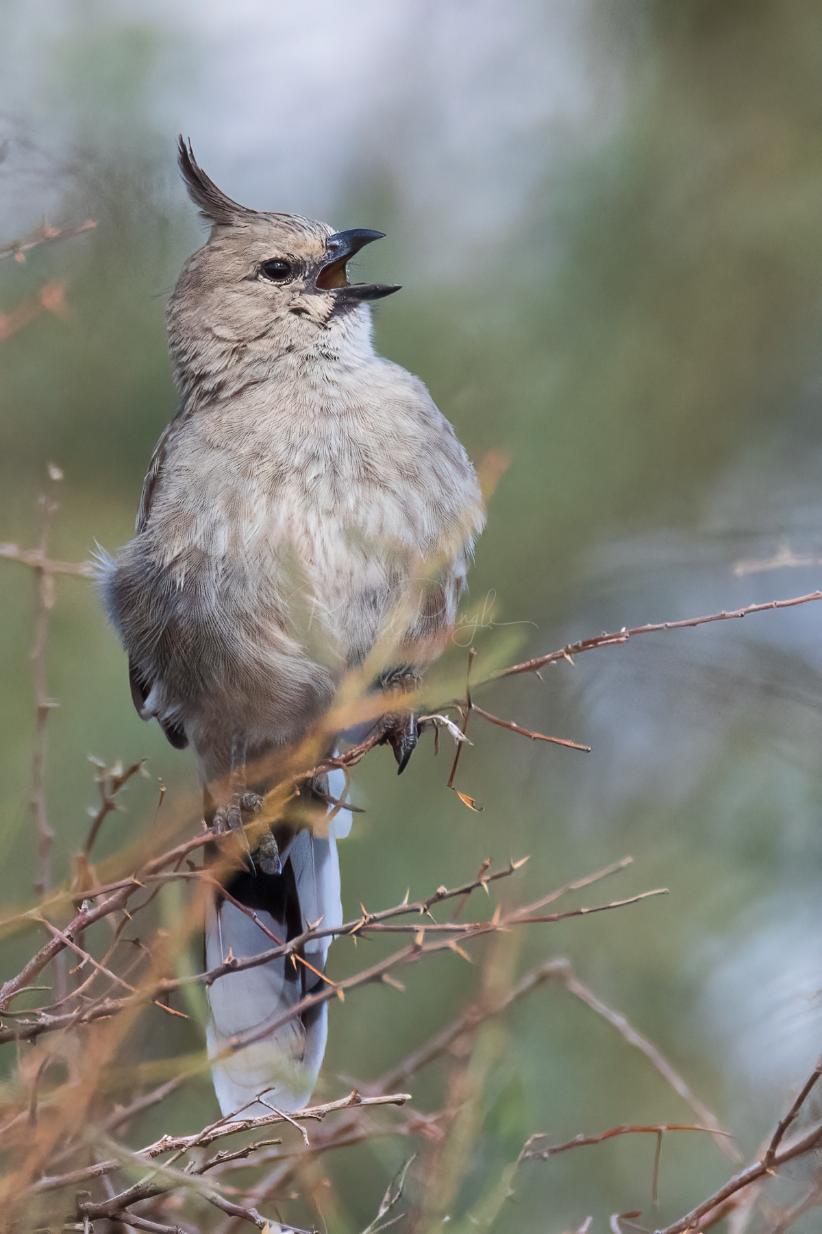 Chirruping Wedgebill