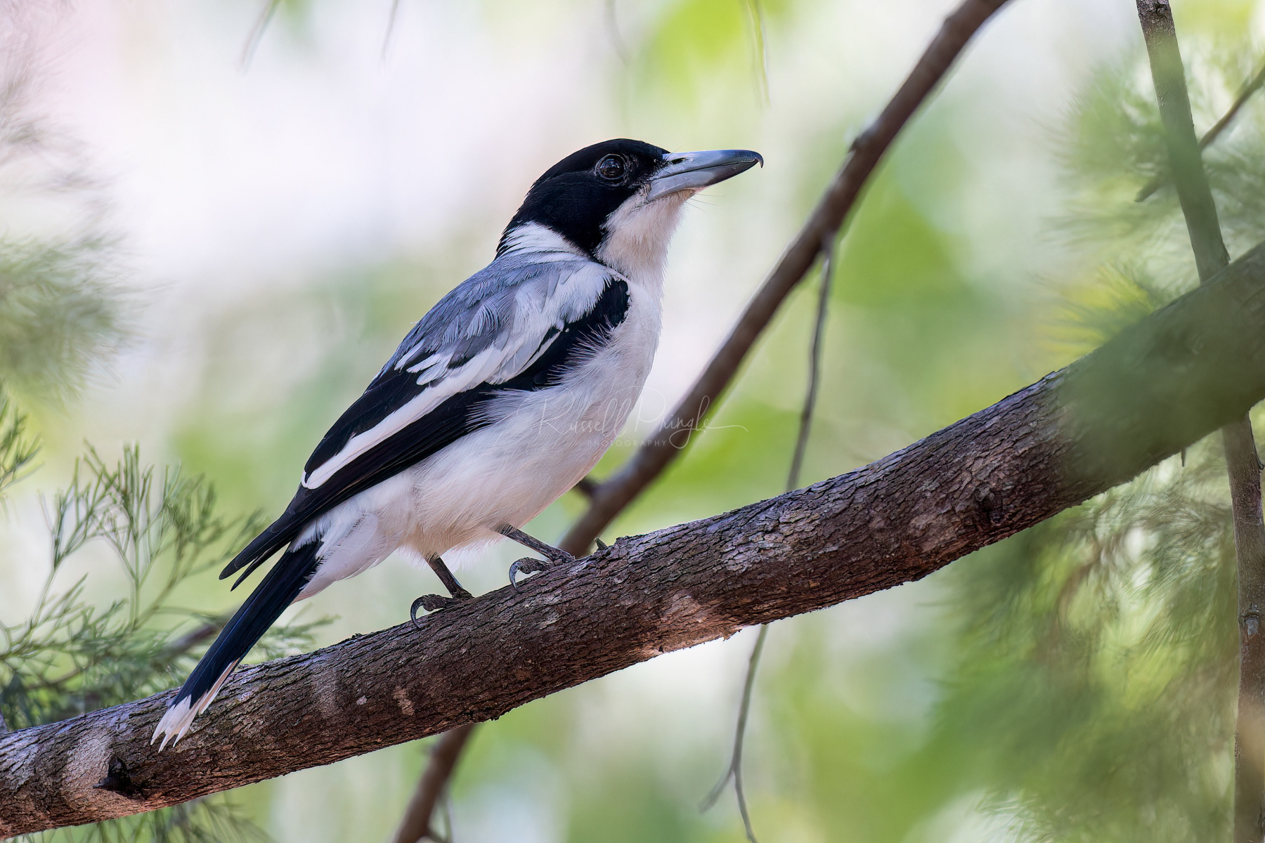 Silver-backed Butcherbird