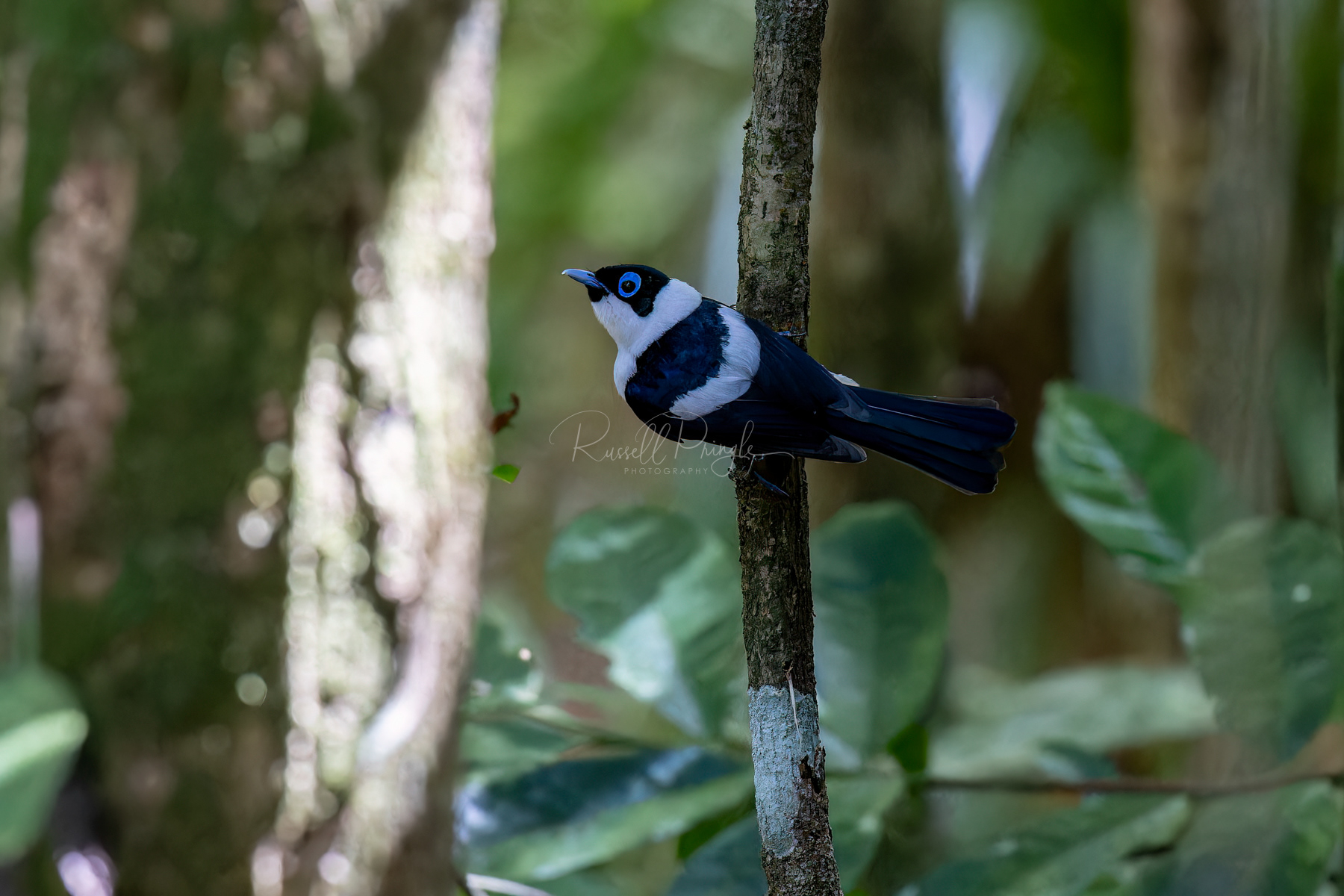 Frill-necked Monarch (male)