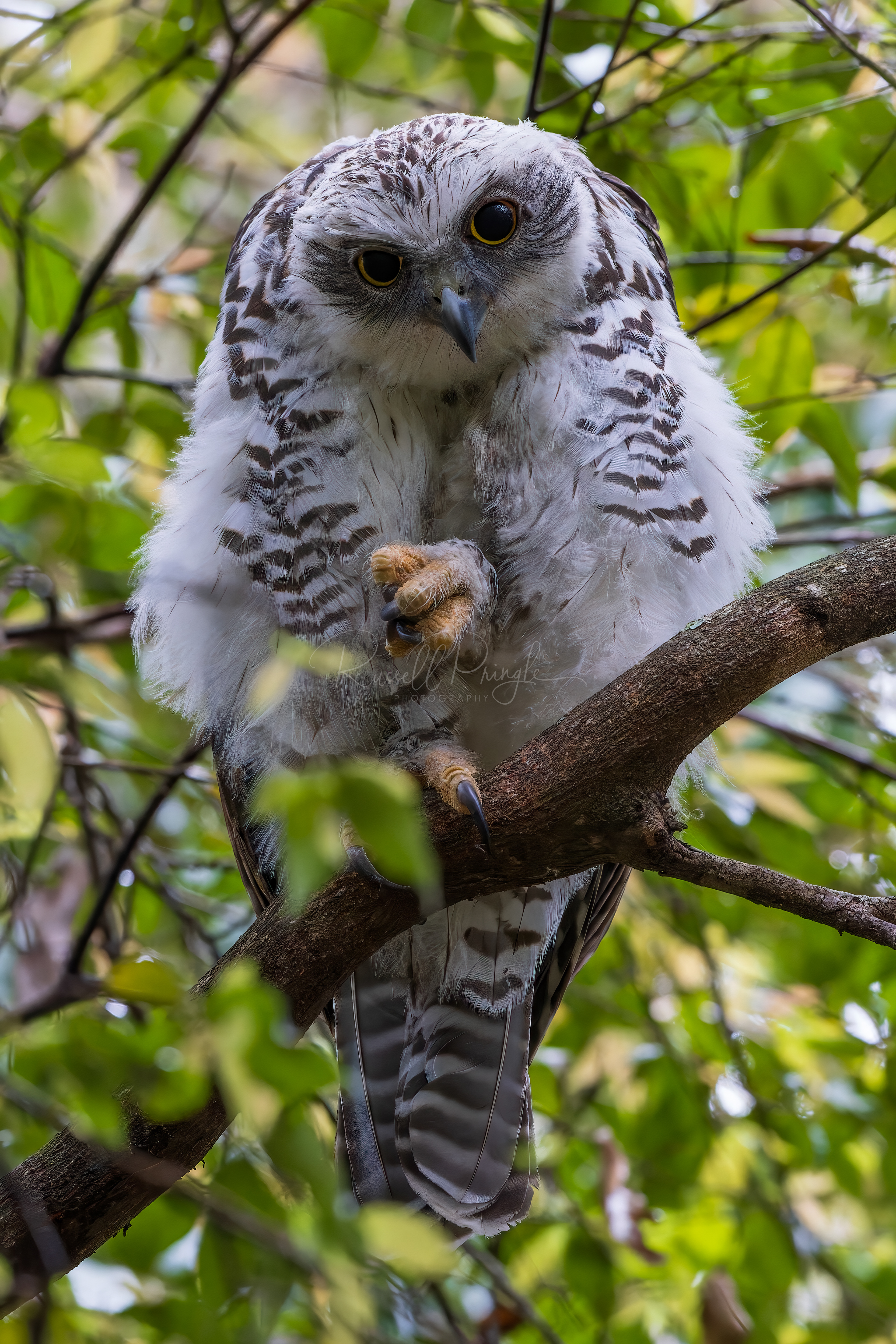 Powerful Owl (juvinile)