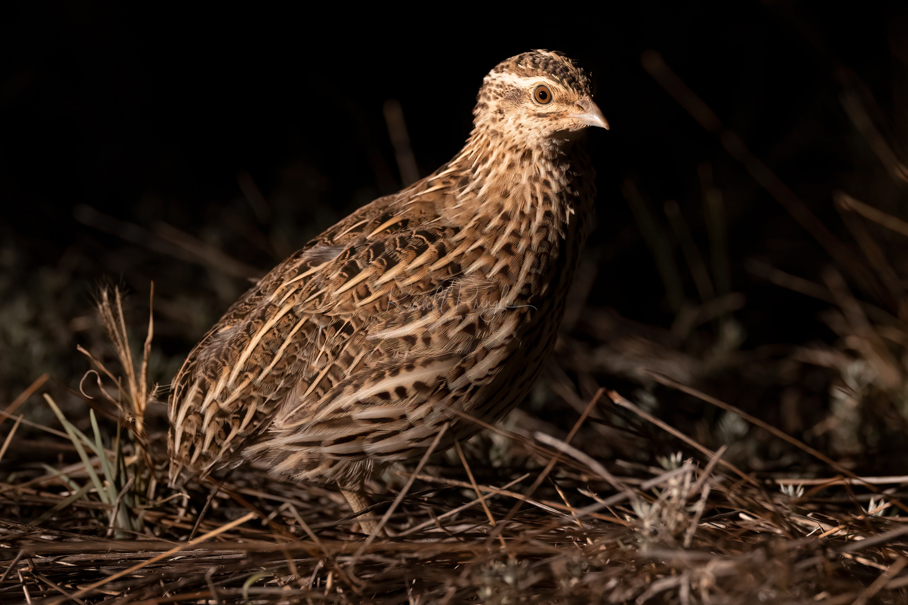 Stubble Quail (female)